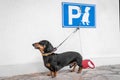 Cute funny dachshund left alone in special place for pets under the sign meaning `dog parking`.