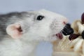 A cute and funny decorative white gray rat with a protruding tongue. The rodent wants to eat a delicious sweet cake