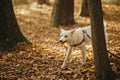 Cute funny dog brings wooden stick in autumn woods. Adorable swiss shepherd white dog in harness and leash playing with twig in Royalty Free Stock Photo