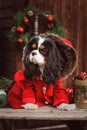 Cute funny dog celebrating Christmas and New Year with decorations and gifts. Chinese year of the dog.