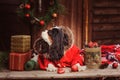 Cute funny dog celebrating Christmas and New Year with decorations and gifts Royalty Free Stock Photo