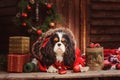 Cute funny dog celebrating Christmas and New Year with decorations and gifts