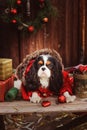 Cute funny dog celebrating Christmas and New Year with decorations and gifts Royalty Free Stock Photo