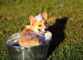 Cute funny dog puppy Corgi washes in a metal bath and cools outside in summer on a Sunny hot day in shiny foam bubbles and smiles Royalty Free Stock Photo