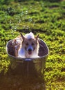 Cute funny dog Corgi washes in a metal bath and cools outside in summer on a Sunny hot day in shiny foam bubbles and smiles