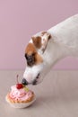 Cute funny dog eating cake near color wall Royalty Free Stock Photo