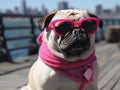 Cute Funny Dog Pug Breed In Pink Sunglasses Royalty Free Stock Photo