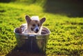 Cute funny dog puppy Corgi washes in a metal bath and cools outside in summer on a Sunny hot day and smiles happily