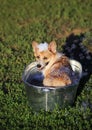 Cute funny dog puppy Corgi washes in a metal bath and cools outside in summer on a Sunny hot day in shiny foam bubbles