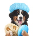 Cute funny dog with shower cap and different accessories for bathing on white background Royalty Free Stock Photo