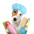 Cute funny dog with shower cap and different accessories for bathing on white background Royalty Free Stock Photo