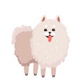 Cute funny dog spitz, funny portrait of happy fluffy puppy character with adorable smile