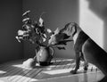 Cute funny dog at table in kitchen, dachshund looking for food funny kawai puppy Royalty Free Stock Photo