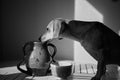 Cute funny dog at table in kitchen, dachshund looking for food funny kawai puppy Royalty Free Stock Photo