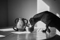 Cute funny dog at table in kitchen, dachshund looking for food funny kawai puppy Royalty Free Stock Photo