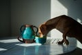 Cute funny dog at table in kitchen, dachshund looking for food funny kawai puppy Royalty Free Stock Photo