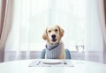 Cute funny dog waiting for food at table indoors