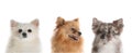 Cute funny dogs on white background. Banner design Royalty Free Stock Photo