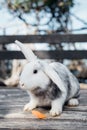 Cute funny domestic rabbit eating carrot. Farm life.