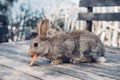 Cute funny domestic rabbit eating carrot. Farm life.