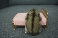 Cute funny dwarf mini hamster climbing onto dolls house bed