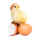 Cute funny easter chick Royalty Free Stock Photo