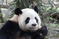 Close-up Giant Panda`s Fluffy Face, China Royalty Free Stock Photo