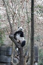 Close-up Giant Panda`s Fluffy Face, China Royalty Free Stock Photo