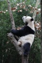 Close-up Giant Panda`s Fluffy Face, China Royalty Free Stock Photo