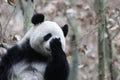 Close-up Giant Panda`s Fluffy Face, China Royalty Free Stock Photo