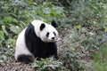 Close-up Giant Panda`s Fluffy Face, China Royalty Free Stock Photo