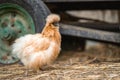 Cute funny fluffy chicken on farmyard of eco poultry farm Royalty Free Stock Photo