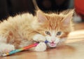 Cute and funny fluffy ginger kitten gnaws a pencil