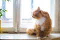 Cute funny fluffy red cat sitting on the window Royalty Free Stock Photo