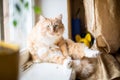 Cute funny fluffy red cat sitting on the window Royalty Free Stock Photo