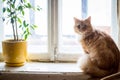 Cute funny fluffy red cat sitting on the window Royalty Free Stock Photo