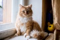 Cute funny fluffy red cat sitting on the window Royalty Free Stock Photo
