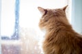 Cute funny fluffy red cat sitting on the window Royalty Free Stock Photo