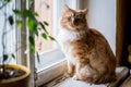 Cute funny fluffy red cat sitting on the window Royalty Free Stock Photo