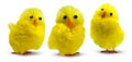 Cute, funny and flurry yellow Easter decoration chicks isolated, minimum drop shadow