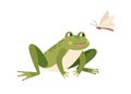 Cute funny frog hunting butterfly. Hungry toad watching for flying insect. Happy little froglet sitting and looking at