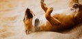 Cute funny ginger bull terrier is lying on the sand on the beach in the summer. Pet games on a walk