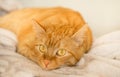 Cute, funny ginger cat with yellow eyes looking at the camera, close-up on a light background. The concept of domestic