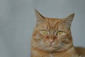 Cute, funny ginger cat with yellow eyes looking at the camera, close-up on a light gray background Royalty Free Stock Photo