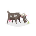 Cute funny goat. Cartoon flat style trendy design farm domestic animal. Spotty black goat stand and looking to green grass. Vector Royalty Free Stock Photo