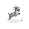 Cute funny goat. Cartoon flat style trendy design farm domestic animal. Spotty grey breeded goat jumping. Vector illustration Royalty Free Stock Photo