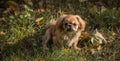 Little tinny Pekingese dog joyful on a street