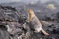 Cute funny gophers are looking into the camera