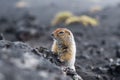 Cute funny gophers are looking into the camera