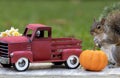 Cute Funny Gray Squirrel poses in Fall Autumn scene with classic red truck and pumpkin Royalty Free Stock Photo